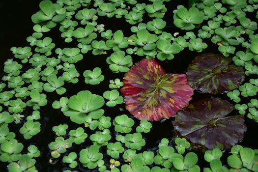 Colorful water lily leaves among green aquatic plants on a pond surface.